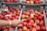 Fruitmasters zoekt nieuwe conceptrassen